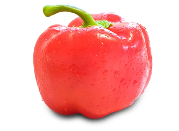 Övriga-paprika i röd — Stockfoto