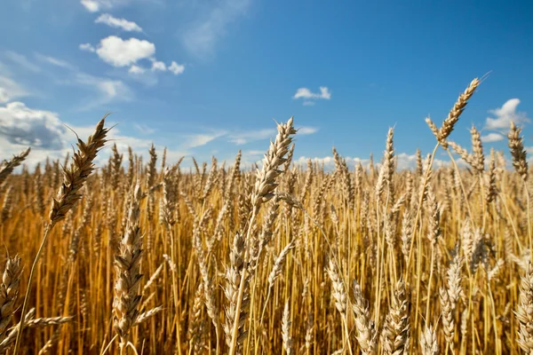 Campo de trigo maduro —  Fotos de Stock