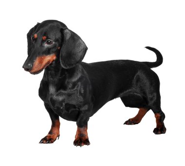 Whit üzerinde izole dachshund köpek