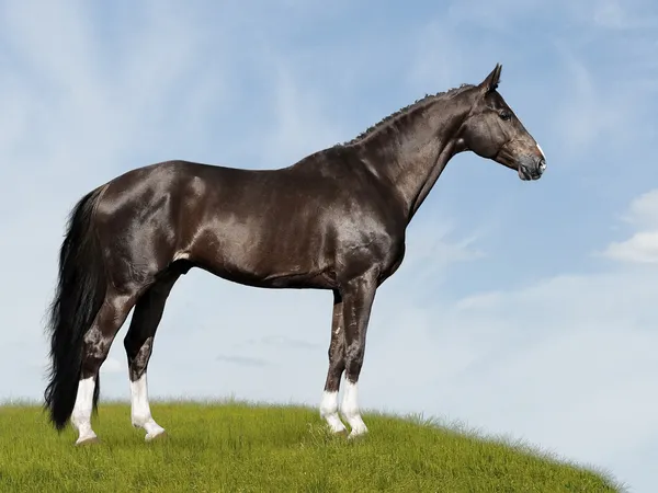 Μαύρο άλογο σε μπλε και πράσινο φόντο — Φωτογραφία Αρχείου