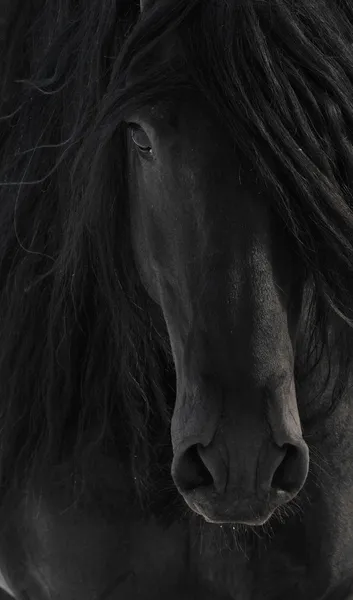Schwarzes friesisches Pferdeporträt aus nächster Nähe — Stockfoto