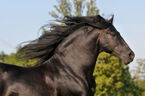 Der freie Galopp des schwarzen Pferdes — Stockfoto