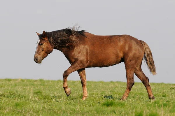 Hästen går — Stockfoto