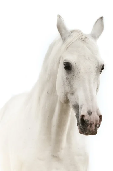 Cavalo branco isolado sobre branco — Fotografia de Stock