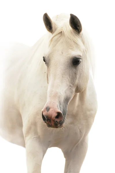 Fehér ló elszigetelt fehér — Stock Fotó