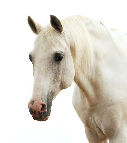 Белая лошадь, изолированная на белом — стоковое фото