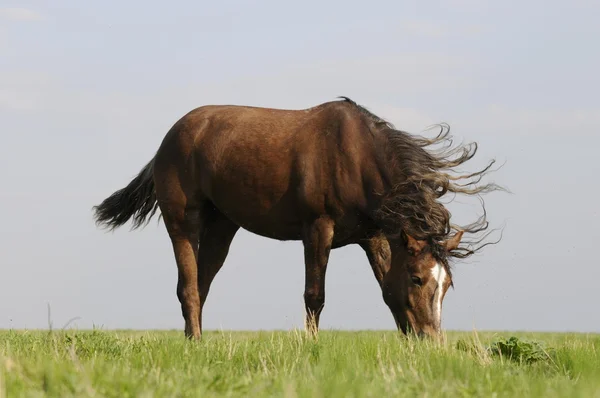 Cavalo e vento — Fotografia de Stock
