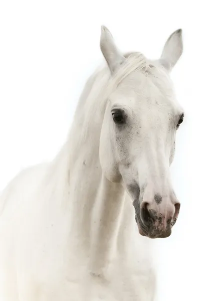White horse isolated on white — Stock Photo, Image
