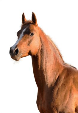 Arabian horse isolated on white clipart