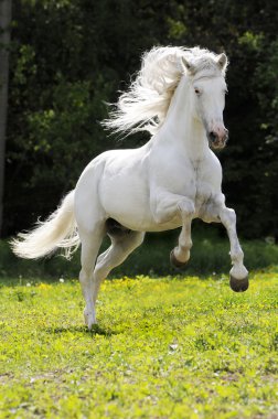 White horse running gallop clipart