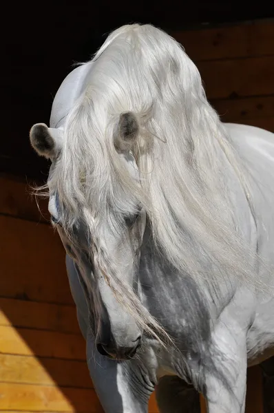 Biały koń ogier w stajni — Zdjęcie stockowe