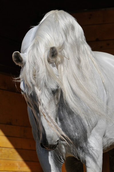 White horse stallion in the stable