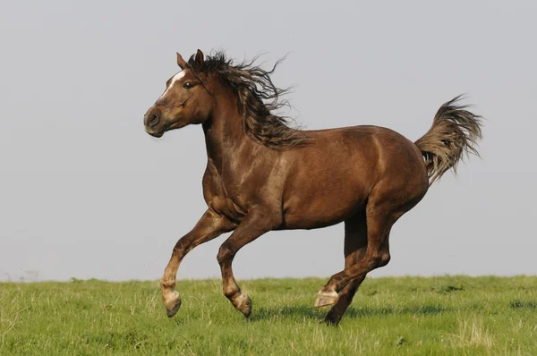 Galope de corrida de cavalos — Fotografia de Stock