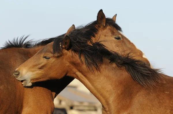 Dois cavalos coçam um ao outro — Fotografia de Stock
