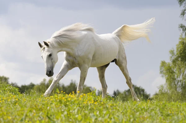 Белая лошадь скачет галопом — стоковое фото