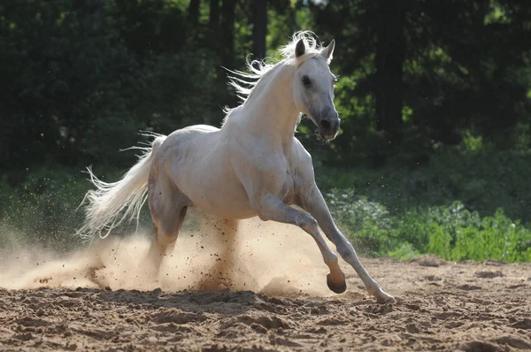 Un cheval blanc galope dans la poussière — Photo