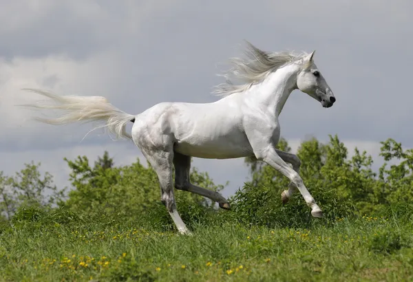 Cavalo branco correndo galope — Fotografia de Stock