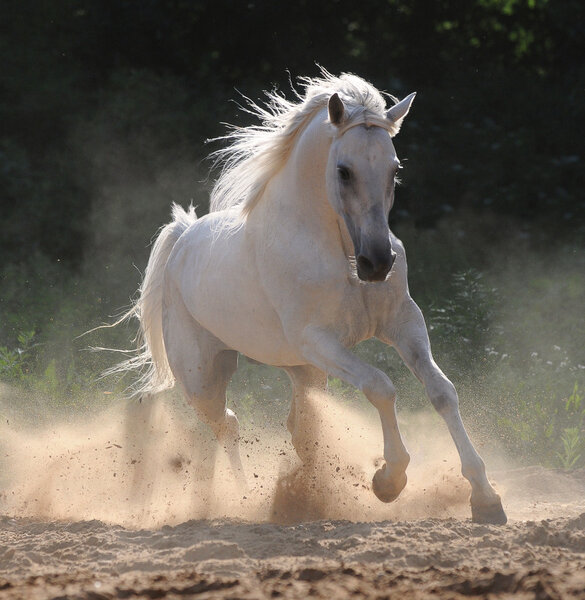 White horse runs gallop in dust