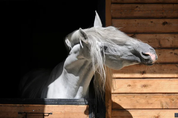 Garanhão cavalo branco no estábulo — Fotografia de Stock