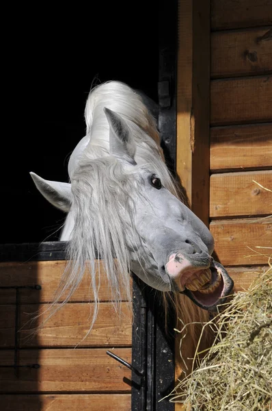 Koń jedzący siana — Zdjęcie stockowe