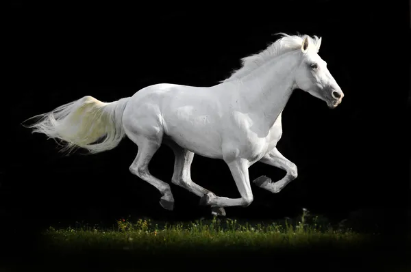 Cavalo branco executar galope na grama isolada — Fotografia de Stock