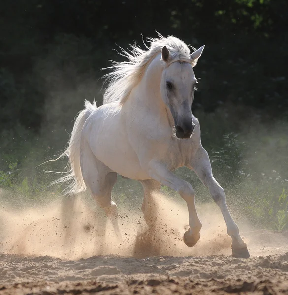 Un cheval blanc galope dans la poussière Photo De Stock