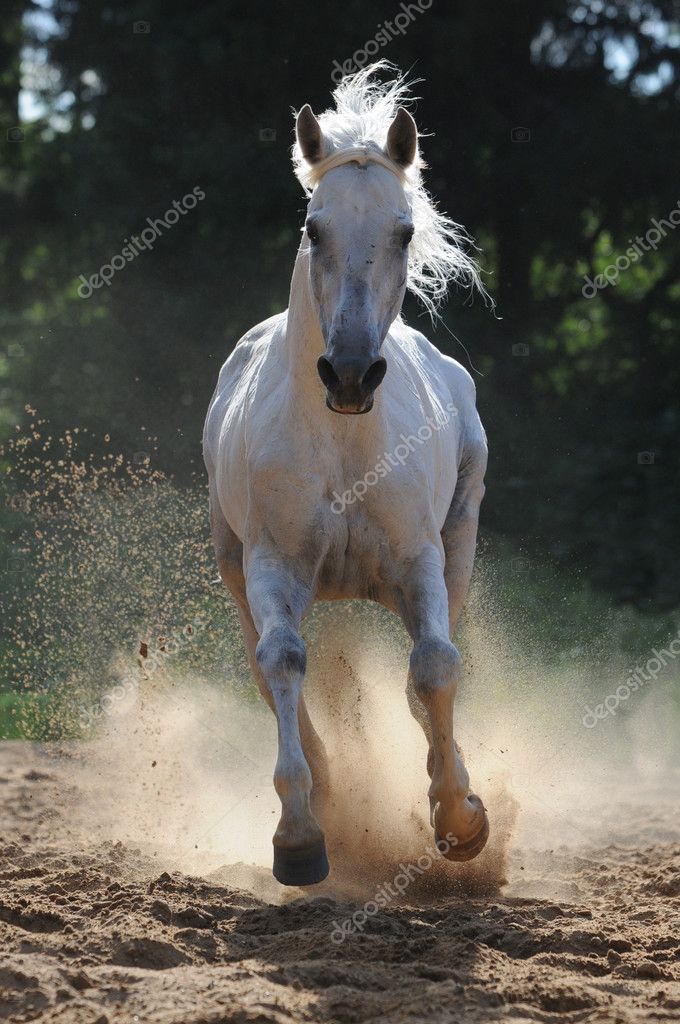 Лошадь галоп фото