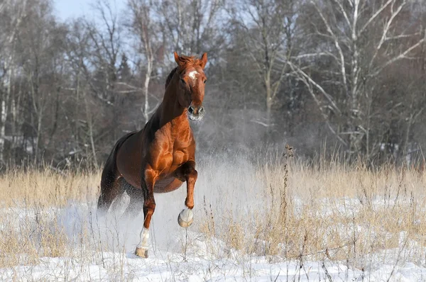 Cavalo de baía no inverno corre galope — Fotografia de Stock