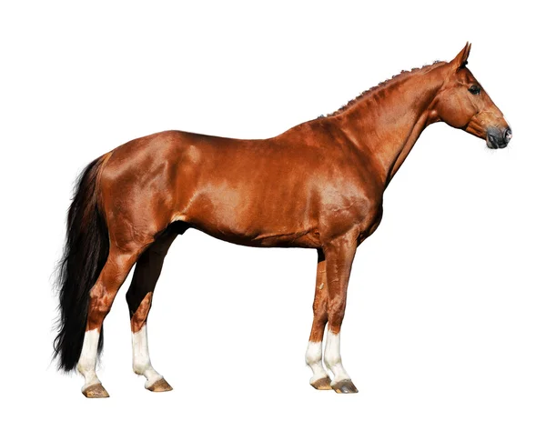 Rode paard geïsoleerd op het witte CHTERGRO — Stockfoto