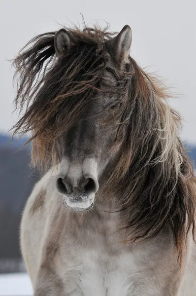 The gray horse run front — Stock Photo, Image