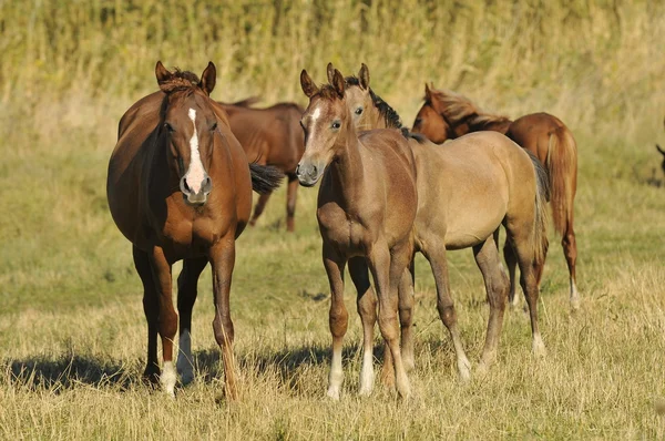 Herd arabian horses whith foals — Stock Photo, Image