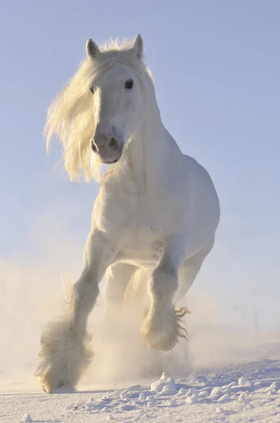 Biały koń uruchomić galop w zimie — Zdjęcie stockowe