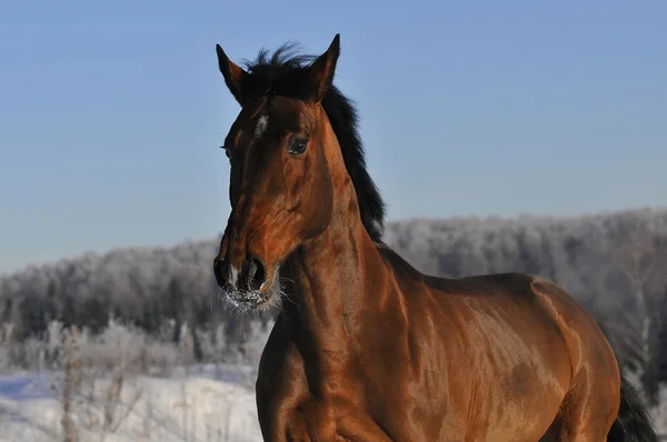 Bay horse run gallop in winter — Stock Photo, Image