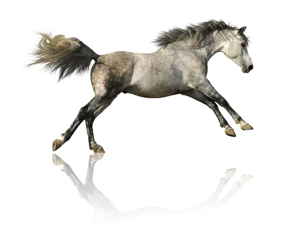 Cavalo cinzento isolado sobre branco — Fotografia de Stock
