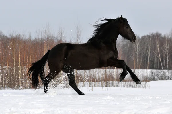 O cavalo negro corre galope na neve — Fotografia de Stock