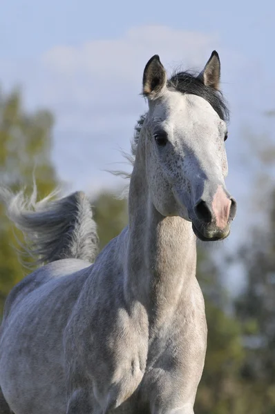 Gray arabian horse portrait in gallop — Stock Photo, Image