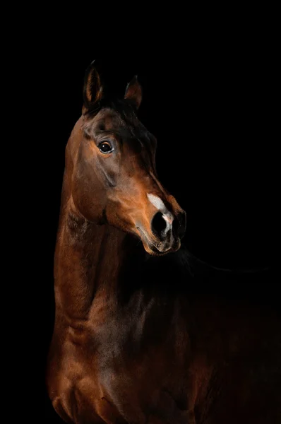 Bay häst på en svart bakgrund — Stockfoto