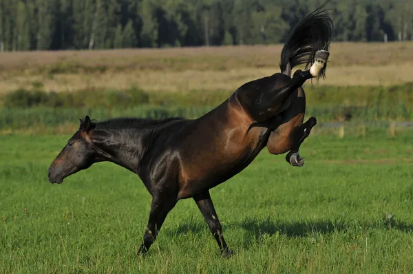 Cavalo jogo, diversão joga no prado — Fotografia de Stock