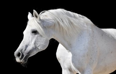 White horse isolated on black clipart