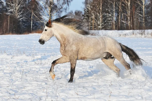 Witte paard galop uitvoeren in de winter — Stockfoto