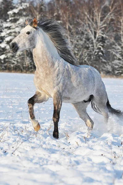 Galope de corrida de cavalo branco no inverno — Fotografia de Stock