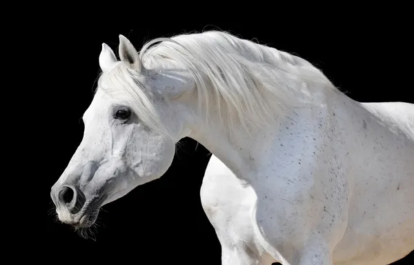 Cavalo branco isolado em preto — Fotografia de Stock