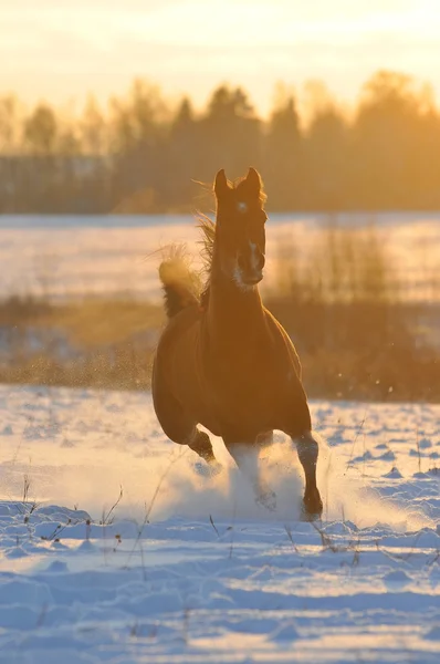 Gold bay horse in winter — Stock Photo, Image
