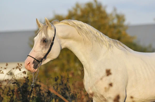 White arabian horse portrait — Stock Photo, Image