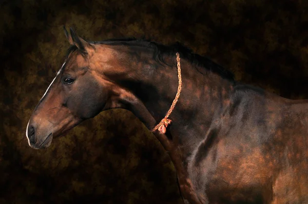 Bay horse mén portré — Stock Fotó