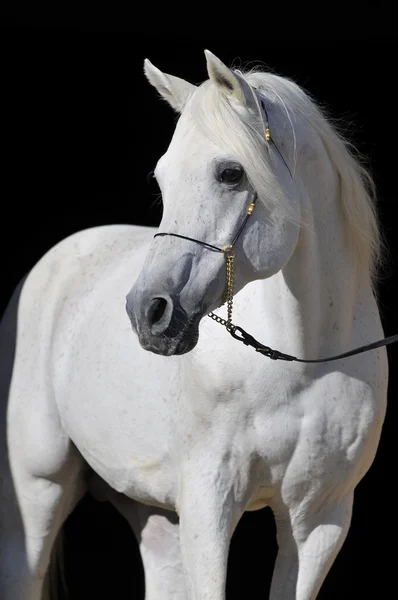 Άσπρο άλογο που απομονώνονται σε μαύρο — Φωτογραφία Αρχείου