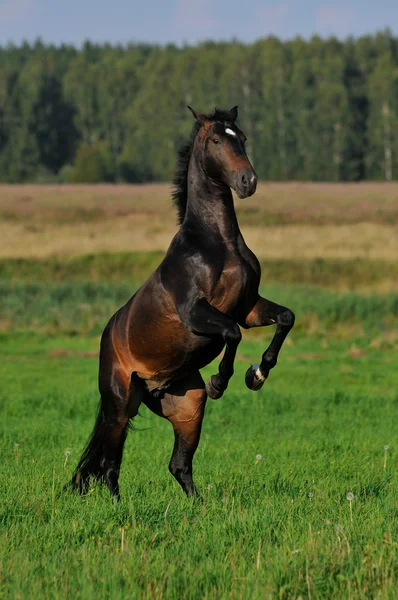 Bay horse playing on grass — Stock Photo, Image