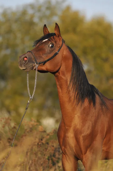 Baai Arabische paard hengst portret — Stockfoto