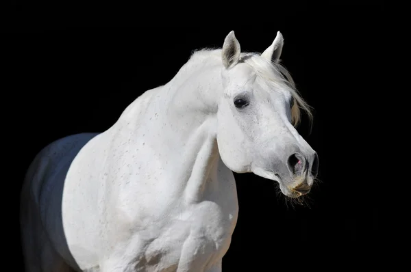 Άσπρο άλογο που απομονώνονται σε μαύρο — Φωτογραφία Αρχείου