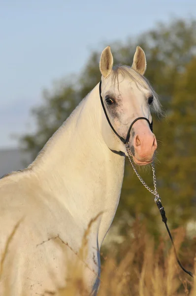 Retrato de cavalo árabe branco — Fotografia de Stock